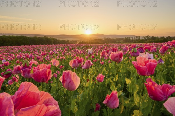 Opium poppy (Papaver somniferum), at sunrise, summer, Germerode, Geo nature park Park Frau-Holle-Land, Hoher Meissner, Hesse, Germany