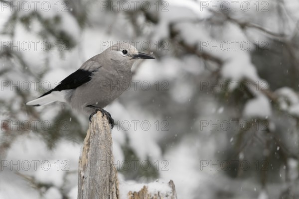 Clark's Nutcracker (Nucifraga columbiana) perched on a stump, Wyoming, USA