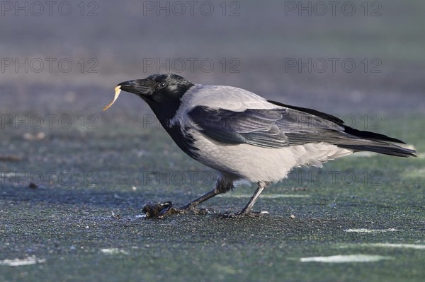 Hooded Crow (Corvus cornix) on the beach with blue mussel (Mytilus edulis) in beak, Mecklenburg-Western Pomerania, Germany