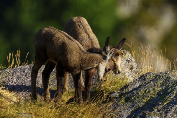 Two young chamois standing close to each other on a rocky ground surrounded by summer grass, chamois, chamois, (Rupicapra rupicaprae), fawn, wildlife, Vosges, France