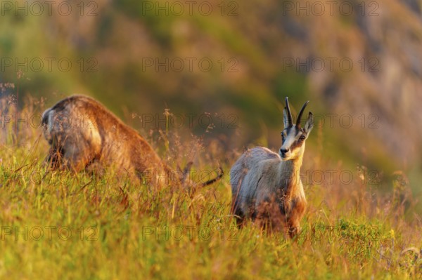 A chamois looks into the camera on a grassy hill under evening light, chamois, chamois, (Rupicapra rupicaprae), wildlife, Vosges, France