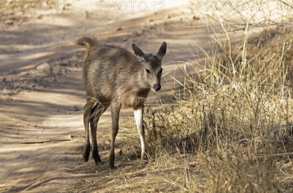 Sambar or sambar deer or horse deer (Cervus unicolor or Rusa unicolor) on a sandy track in Ranthambore National Park, Rajasthan, India