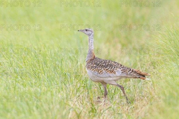 Great Bustard (Otis tarda), standing in a meadow, steppe bird, extremely rare bird species, threatened with extinction, heaviest flying bird, female, hen, wildlife, nature photography, Lake Neusiedl, Hansag, Burgenland, Hungary, Austria, Eastern Europe