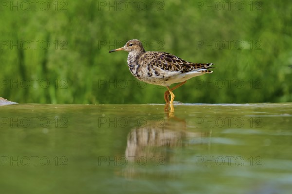 A bird standing in the water, showing its reflection and a green background, ruff (Calidris pugnax), female, spring, France