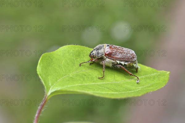 May beetle, wood cockchafer (Melolontha hippocastani), female, on a leaf, close-up, Wilnsdorf, North Rhine-Westphalia, Germany