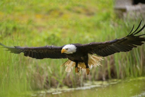 Bald eagle (Haliaeetus leucocephalus) flying over a pond, hunting, Bavaria, Germany