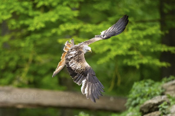 Red kite (Milvus milvus) flying in a forest in early summer, Bavaria, Germany