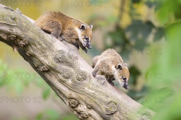 South American coati (Nasua nasua) youngsters klimbing in a tree, captive, Zoo Augsburg