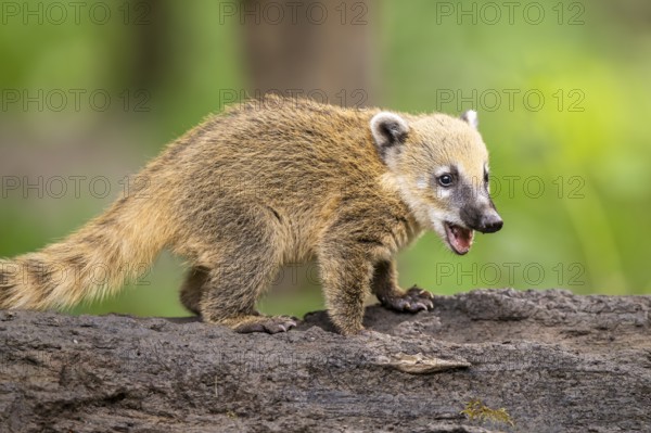 South American coati (Nasua nasua) youngster standing on the ground, captive, Zoo Augsburg