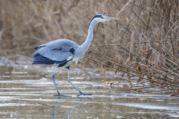 Grey heron (Ardea cinerea) Germany