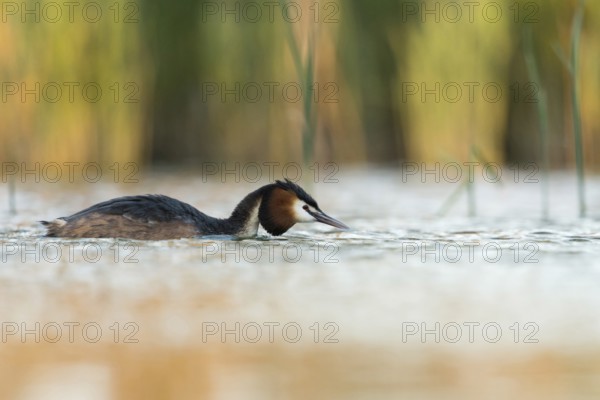 Great Crested Grebe (Podiceps Scalloped ribbonfish), adult, adult bird in spring, in breeding plumage, summer plumage, swims on a natural body of water surrounded by reeds, holds its head flat over the water, stretches out, courtship, seeks partner, bright, clear spring-like colours, native nature, Lower Rhine, Rhineland, North Rhine-Westphalia, Germany, Western Europe