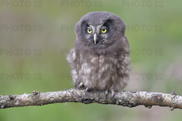 Great horned owl (Aegolius funereus), young bird sitting on a branch, Rothaargebirge, Rothaarsteig, North Rhine-Westphalia, Germany