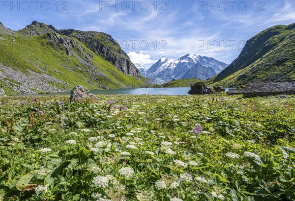 Sea of flowers at a mountain lake with view of mountain peaks, Lac du Louvie with summit Grand Combine, Valais Alps, Val de Bagnes, Valais, Switzerland