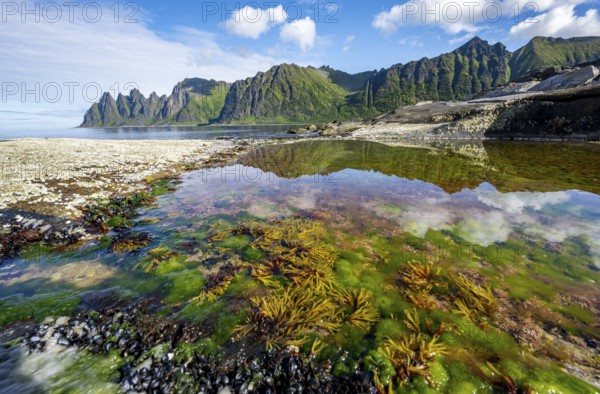 Green algae and plants in a tidal pool with reflection, rocky coast of Tungeneset, Devil's Teeth, Okshornan, Ersfjorden, Senja Island, Troms, Norway