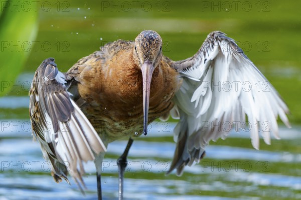 Lapwing rises from the water, spreads its wings, dynamic movement, black-tailed godwit (Limosa limosa), France