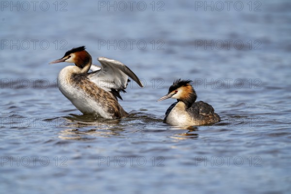 Great Crested Grebe (Podiceps Scalloped ribbonfish), pair with chicks on their backs, Vulkaneifel, Rhineland-Palatinate, Germany