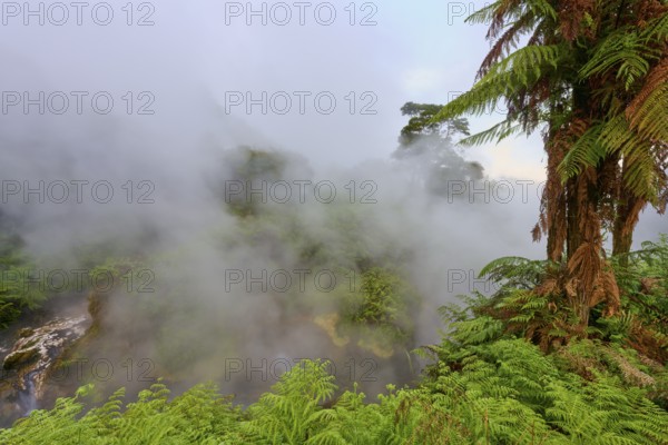 Hot water river and steaming forest with fern trees, dense greenery and mystical mist, Te Manaroa Spring, Hot Spring, Waikite Valley, Bay of Plenty, North Island, New Zealand