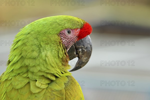 Great green macaw (Ara ambigua), animal portrait, captive, occurrence in South America, Hesse, Germany