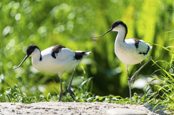 Two Avocet birds on a sandy area surrounded by green foliage and sunlight, Avocet, (Recurvirostra avosetta), France