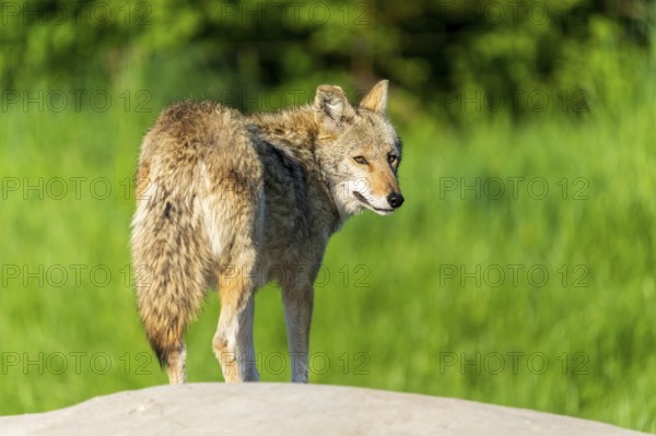 A coyote turns and looks over its shoulder while standing on a rock, Coyote, coyote (Canis latrans), France