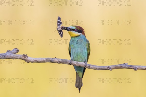 European Bee-eater (Merops apiaster) with an insect in its beak, Saxony-Anhalt, Germany