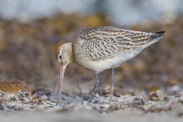 Pfuhlschnepfe, Limosa lapponica Bar-tailed Godwit, Limosa lapponica