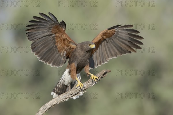 Harris's Hawk (Parabuteo unicinctus) perched on a dried branch, Texas, USA