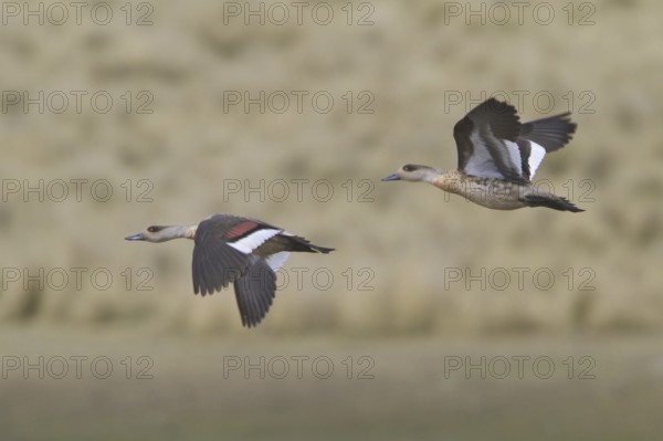 Crested Duck (Lophonetta specularioides alticola) flying, Central Highlands, Peru