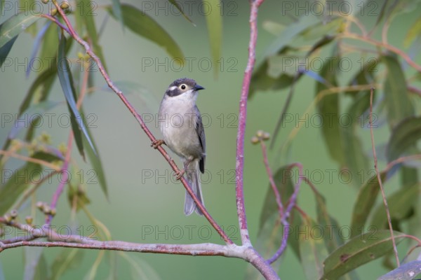 Brown-headed Honeyeater (Melithreptus brevirostris) perched on a branch, Victoria, Australia