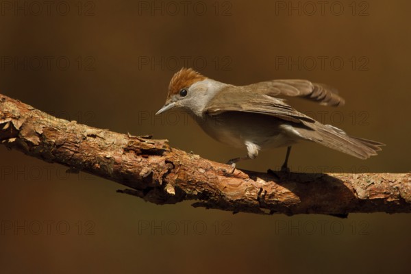 Eurasian Blackcap (Sylvia atricapilla) female, Utrecht, Netherlands