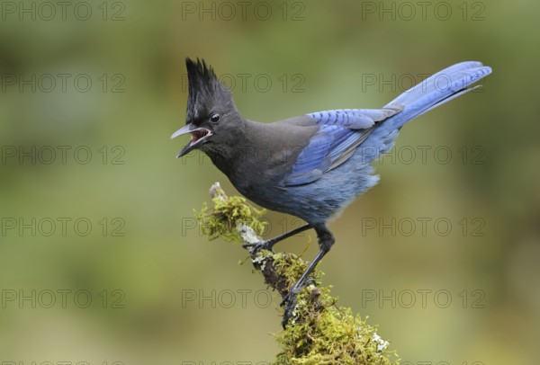 Steller's Jay (Cyanocitta stelleri), British Columbia, Canada