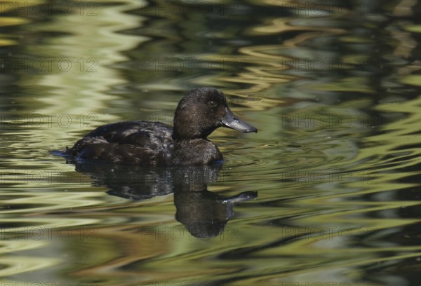 New Zealand Scaup (Aythya novaeseelandiae), New Zealand