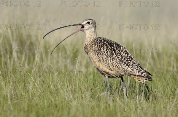 Long-billed Curlew (Numenius americanus), Alberta, Canada