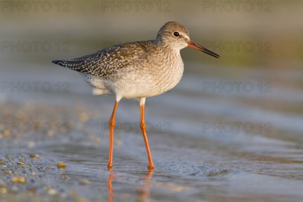 Common redshank (Tringa totanus), walking on marsh, Galicia, Spain