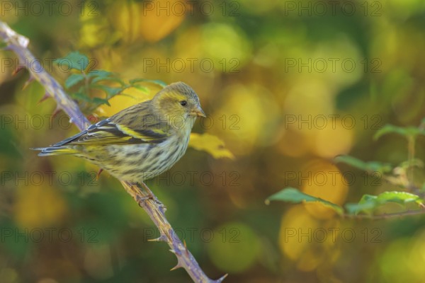 Eurasian Siskin (Spinus spinus) female, Abruzzo, Italy