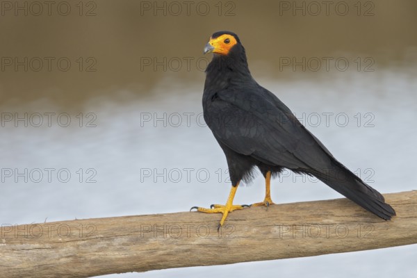 Black Caracara (Daptrius ater) perched on a branch in Manu National Park, Peru