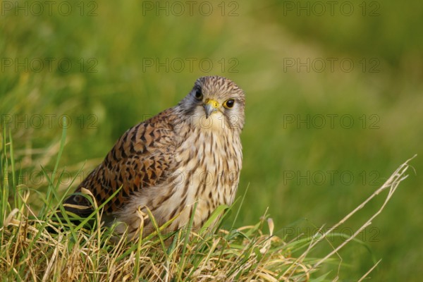 Common Kestrel (Falco tinnunculus), Netherlands