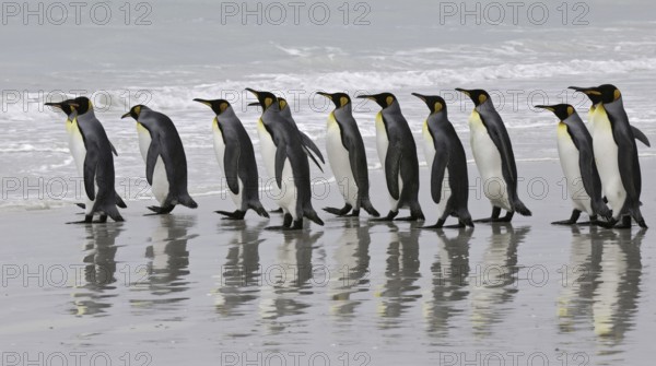 King Penguin (Aptenodytes patagonicus), Falkland Islands