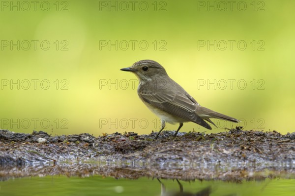 Spotted Flycatcher (Muscicapa striata), Utrecht, Netherlands