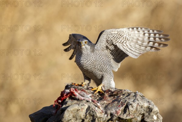 Northern Goshawk (Accipiter gentilis) female, Zaragoza, Spain