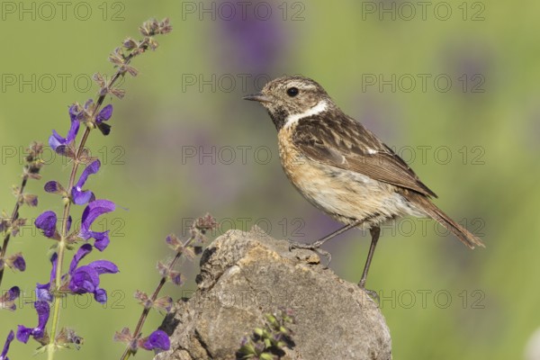 European Stonechat (Saxicola rubicola) female, Grisons, Switzerland
