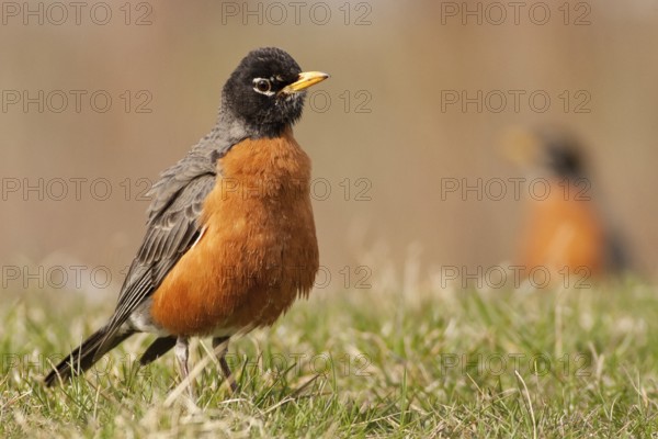 American Robin (Turdus migratorius) male, Michigan, USA