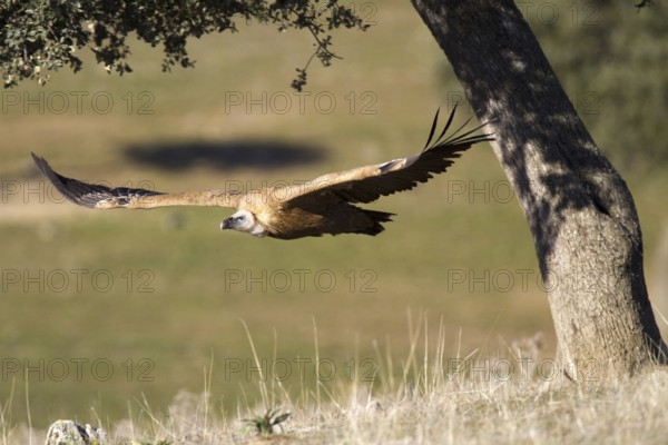 Griffon Vulture (Gyps fulvus) juvenile, Castile-La Mancha, Spain