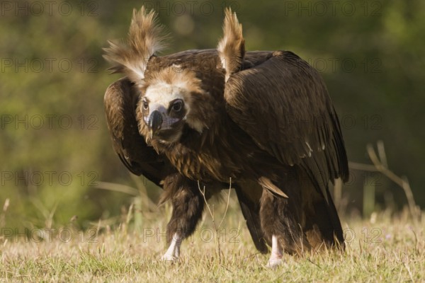 Cinereous Vulture (Aegypius monachus), Madrid, Spain