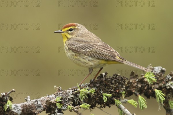 Palm Warbler (Setophaga palmarum palmarum), Michigan, USA