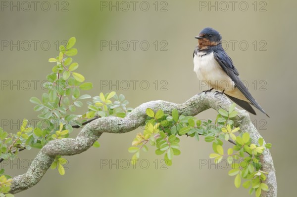 Barn Swallow (Hirundo rustica) perched on a branch, Texas, USA