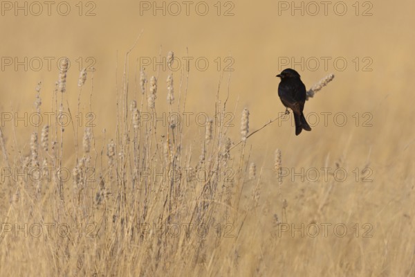 Fork-tailed Drongo (Dicrurus adsimilis), Oshikoto, Namibia