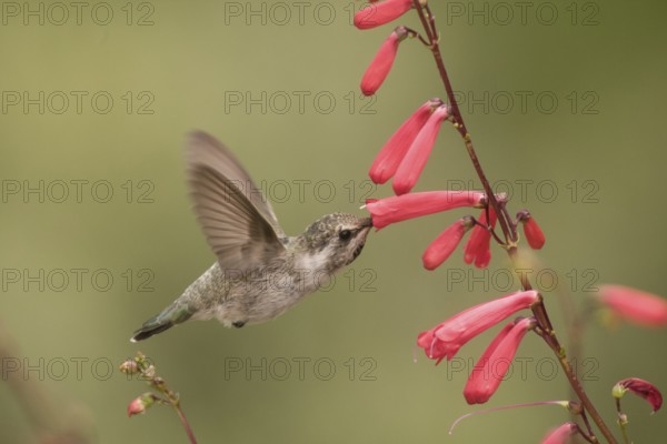 Costa's Hummingbird (Calypte costae) female, California, USA