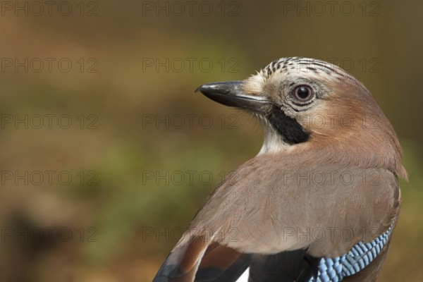 Eurasian Jay (Garrulus glandarius), Utrecht, Netherlands