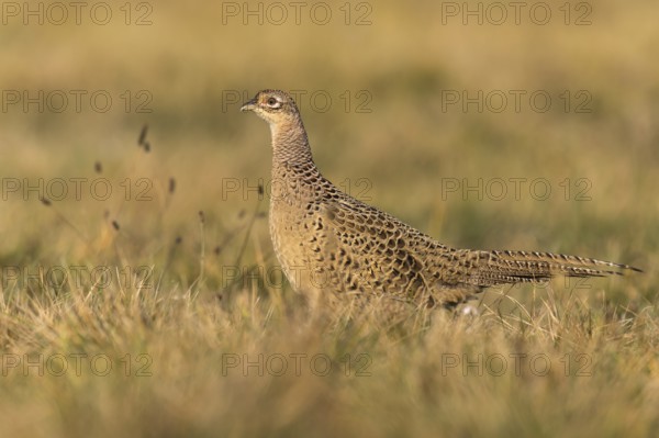 Common Pheasant (Phasianus colchicus) female, Kutno, Poland